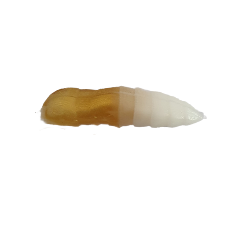 Grupy Gold/Weiß